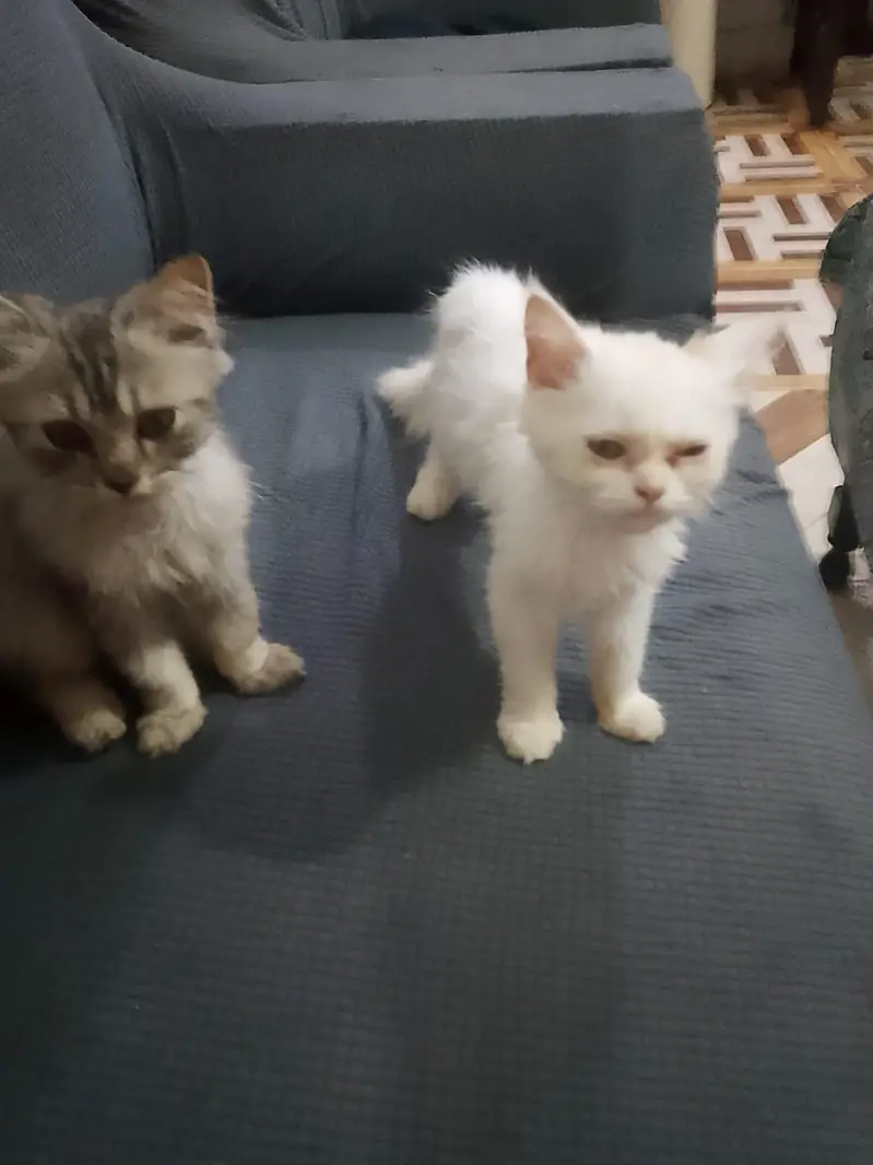 urgent for sale cat pair — photo 3