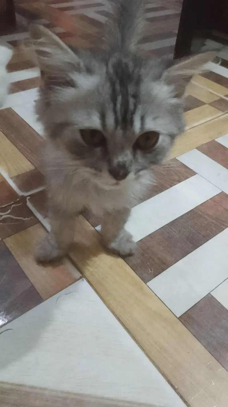 urgent for sale cat pair — photo 4