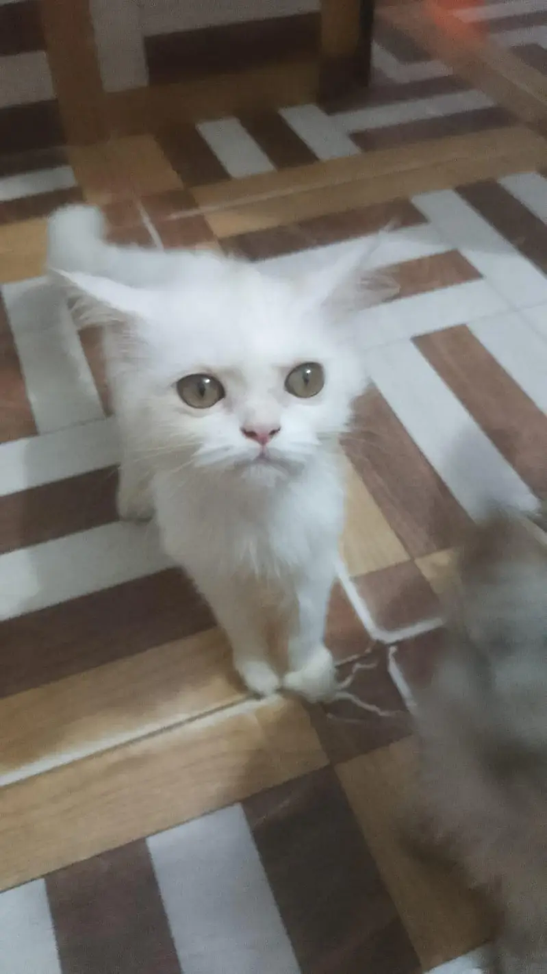 urgent for sale cat pair — photo 5