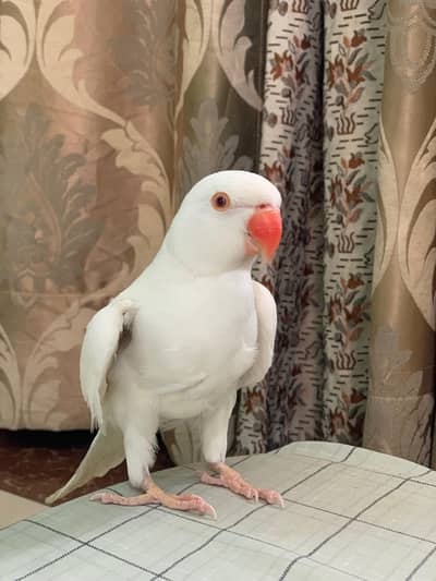 white ringneck male