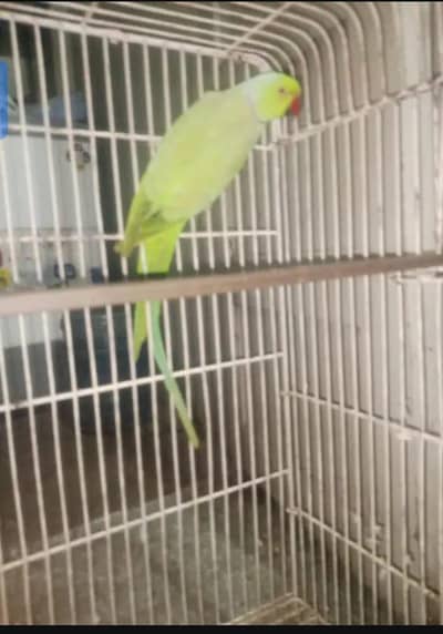 ringneck