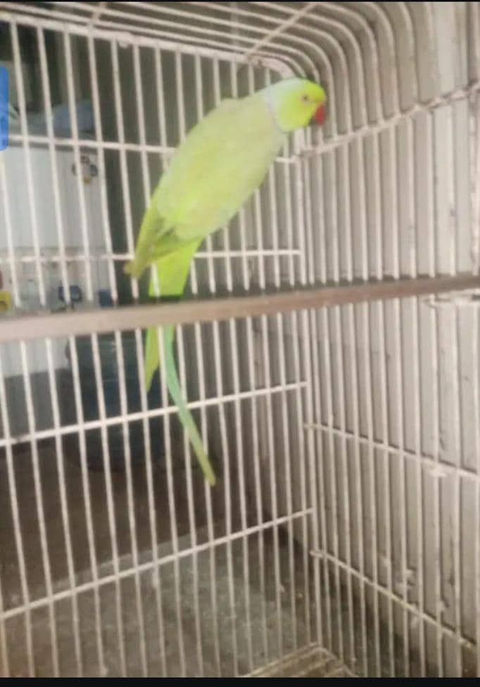 ringneck 0