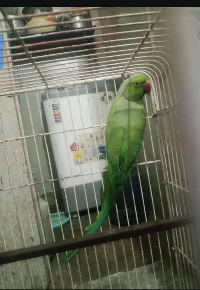 ringneck 2