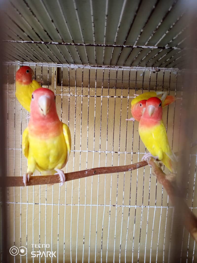 lovebard 0