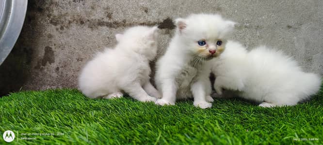 White colour cat baby blue eyes 3 piece active and healthy