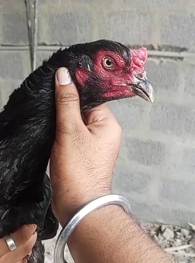 mushka Madi  for sale chez ki jis ko pachan ho ve he rabtha karo