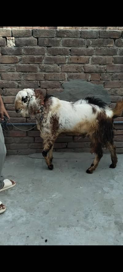 Dargha Andal Goat For Sale