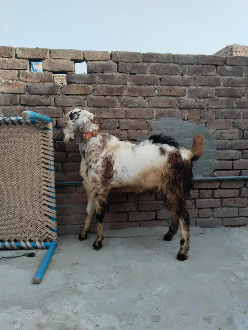 Dargha Andal Goat For Sale — photo 2