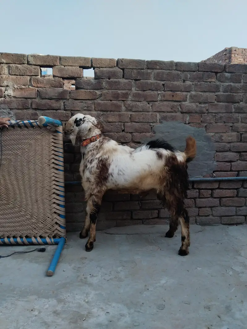 Dargha Andal Goat For Sale — photo 3