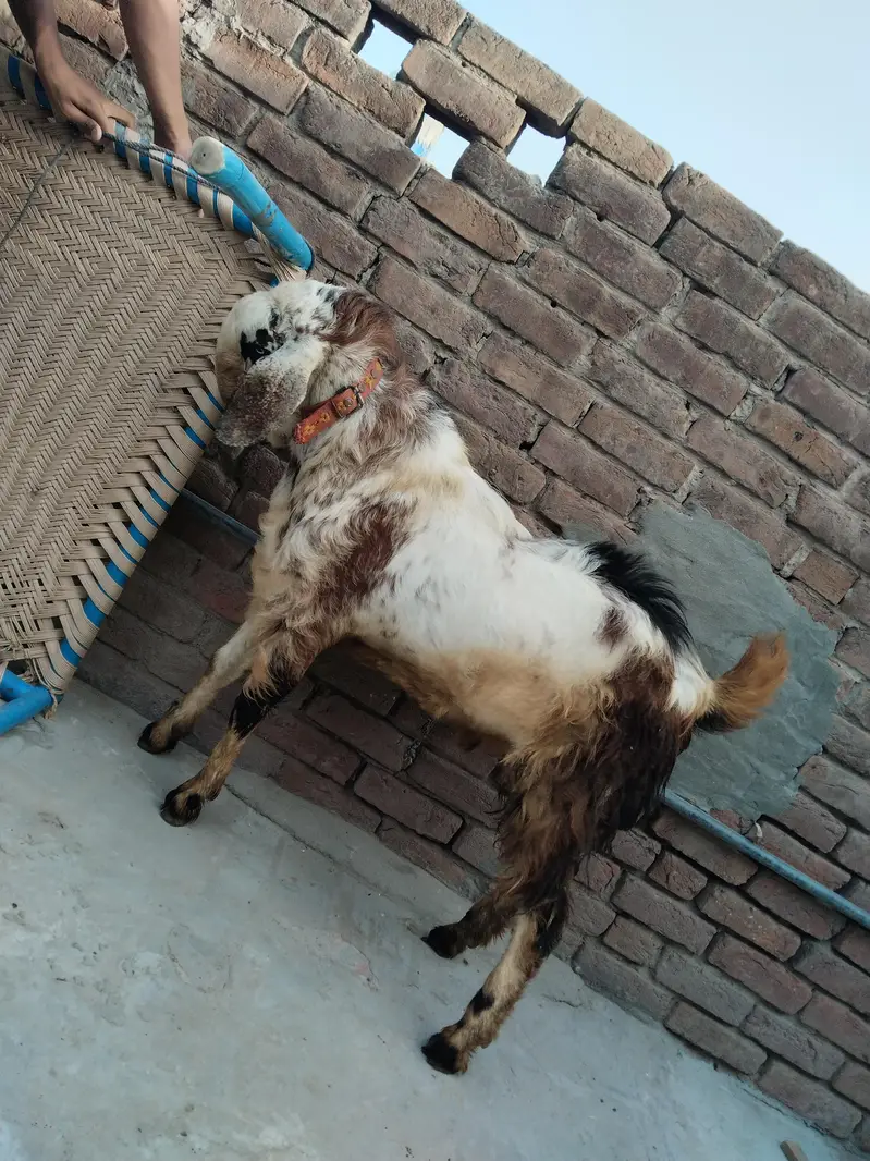 Dargha Andal Goat For Sale — photo 4