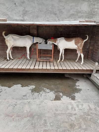 2 Goat,sfor sale