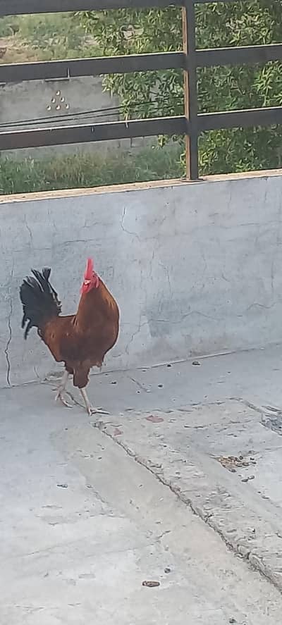 desi murgha for sale