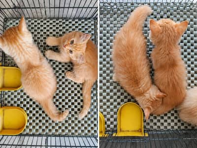 2 Months Old Brown Persian Cat for Sale  | Healthy & Cute Kitten