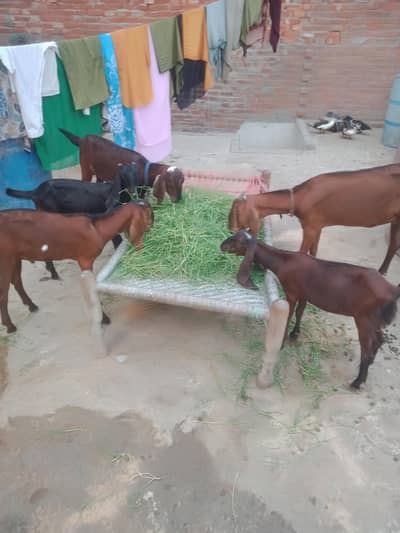pure desi Nagari bakri 2male 3femal