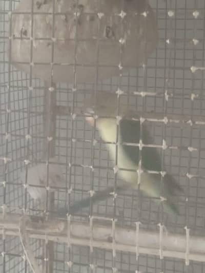 Fisher female parrot