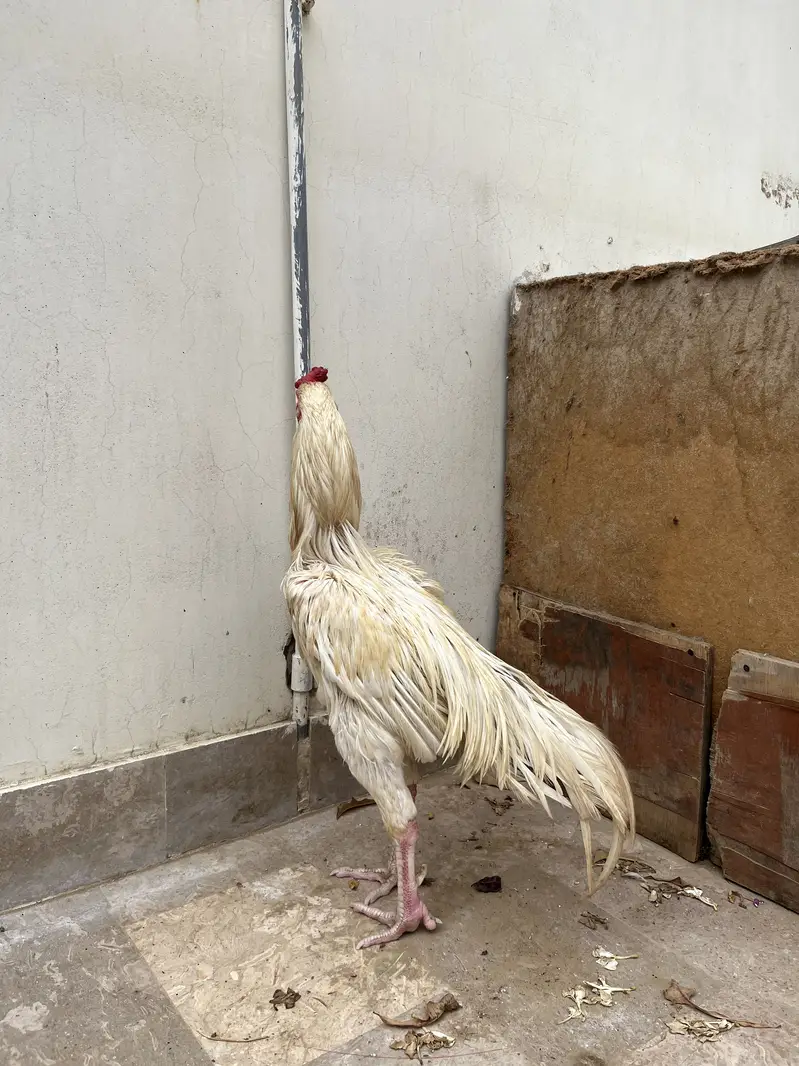 Aseel heera murga — photo 3