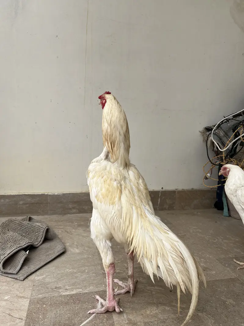 Aseel heera murga — photo 4