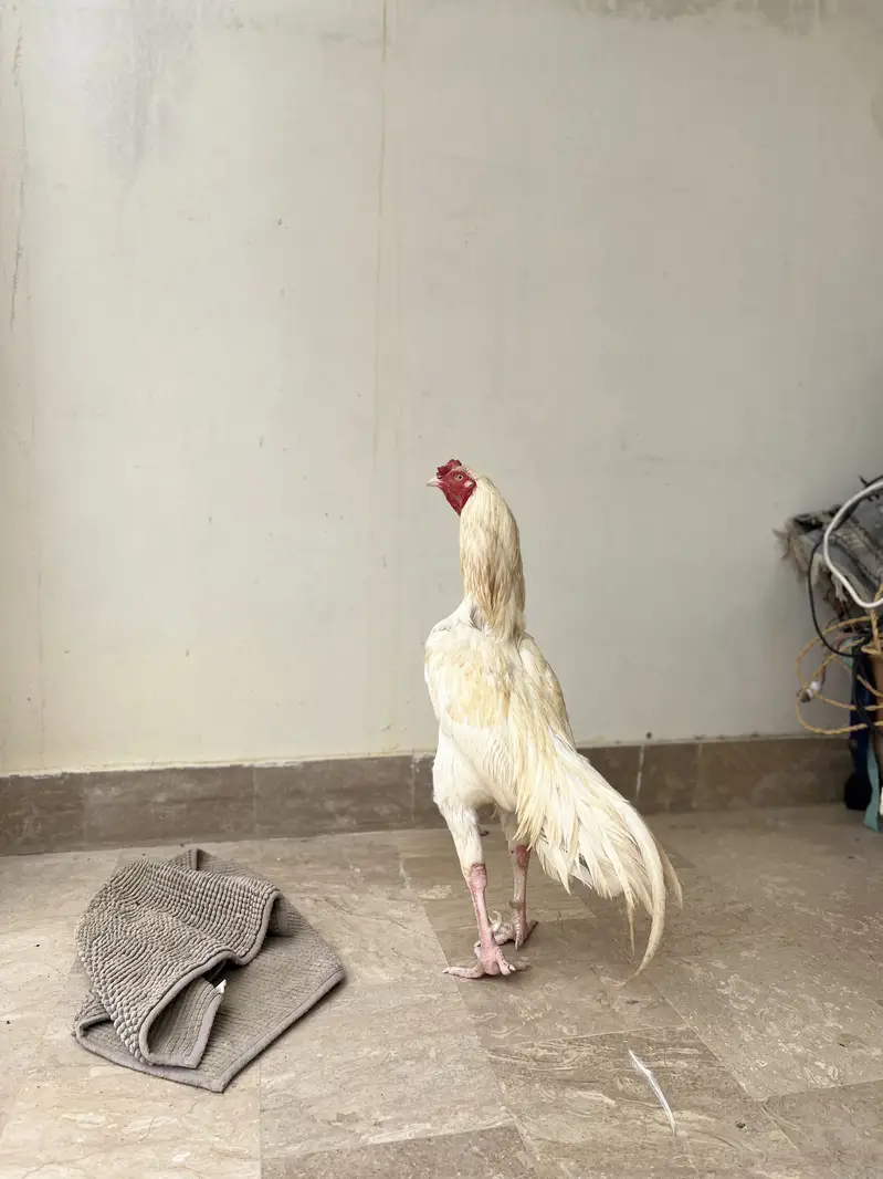 Aseel heera murga — photo 5