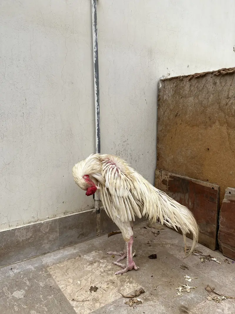 Aseel heera murga — photo 6