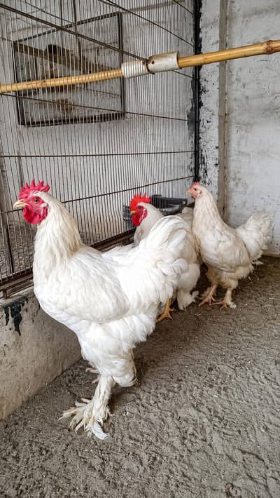 Different Breeds Avaliable Faisalabad 0326/7678/540