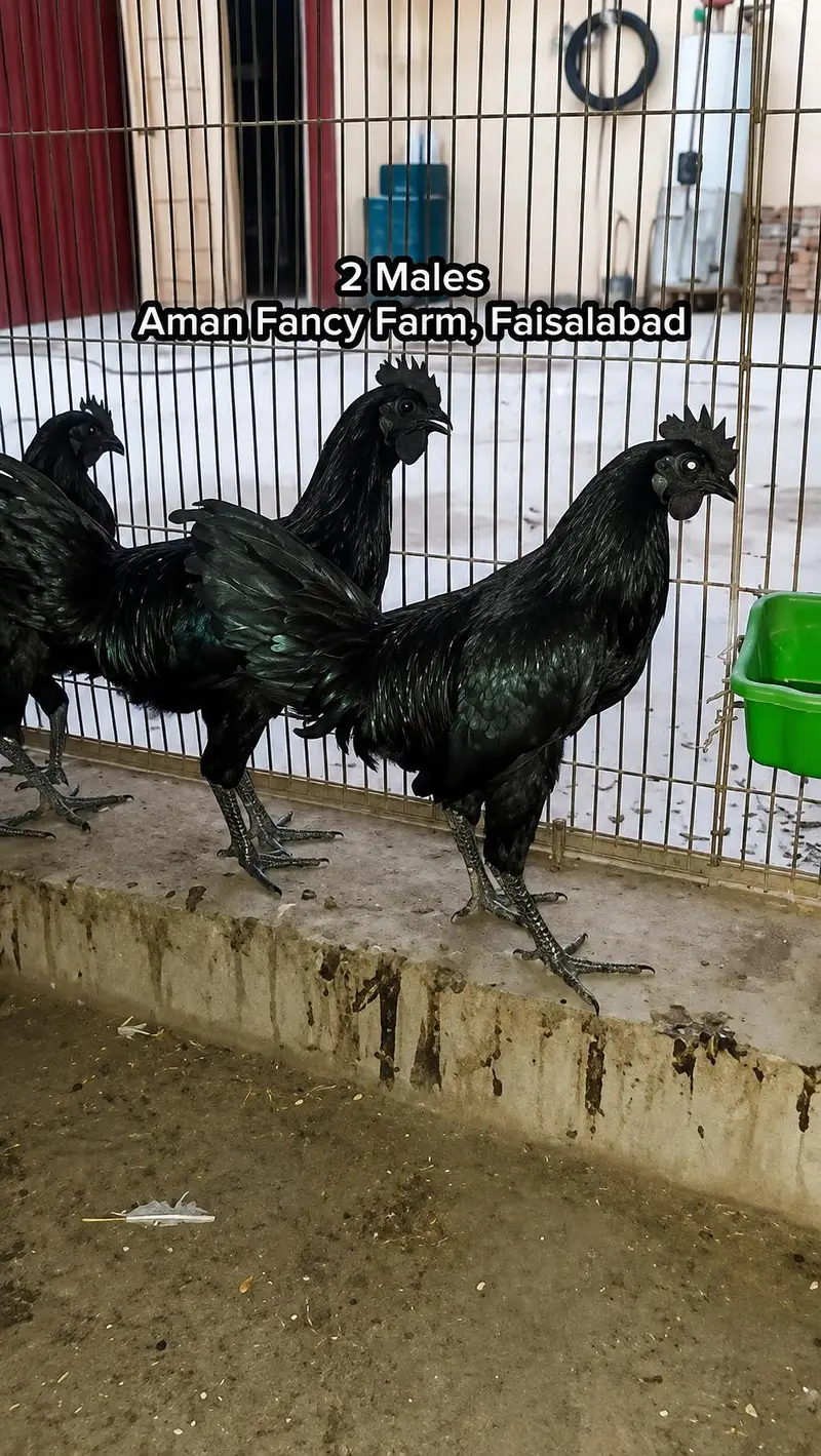Different Breeds Avaliable Faisalabad 0326/7678/540 — photo 4