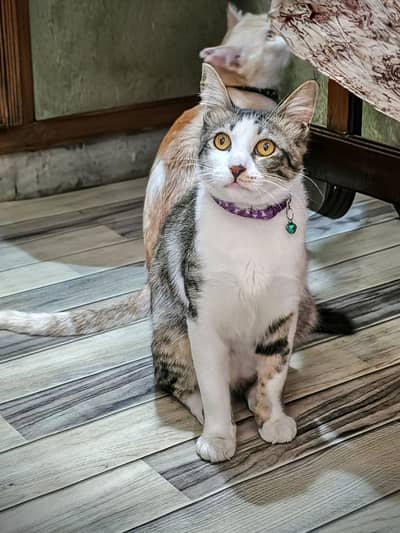 Persian cross male cat