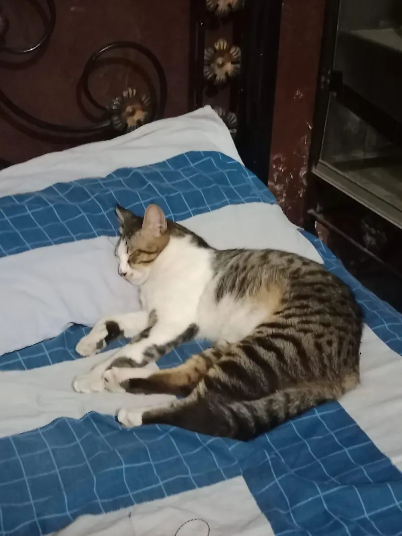 Persian cross male cat — photo 2