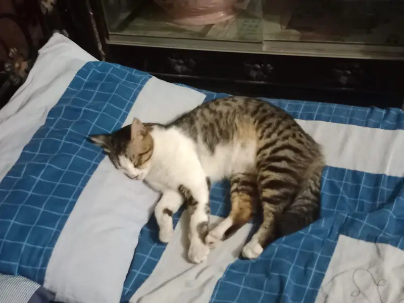Persian cross male cat — photo 3