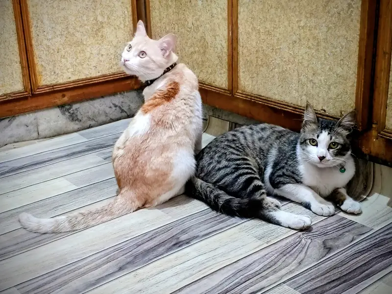 Persian cross male cat — photo 5