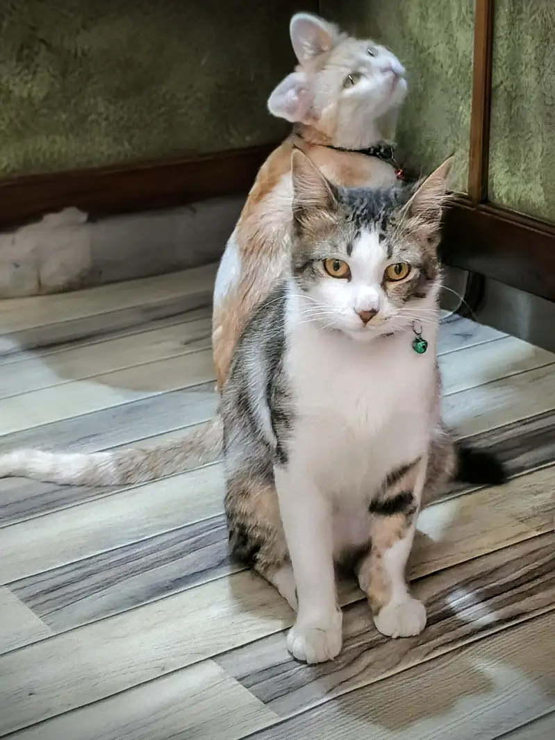 Persian cross male cat — photo 6