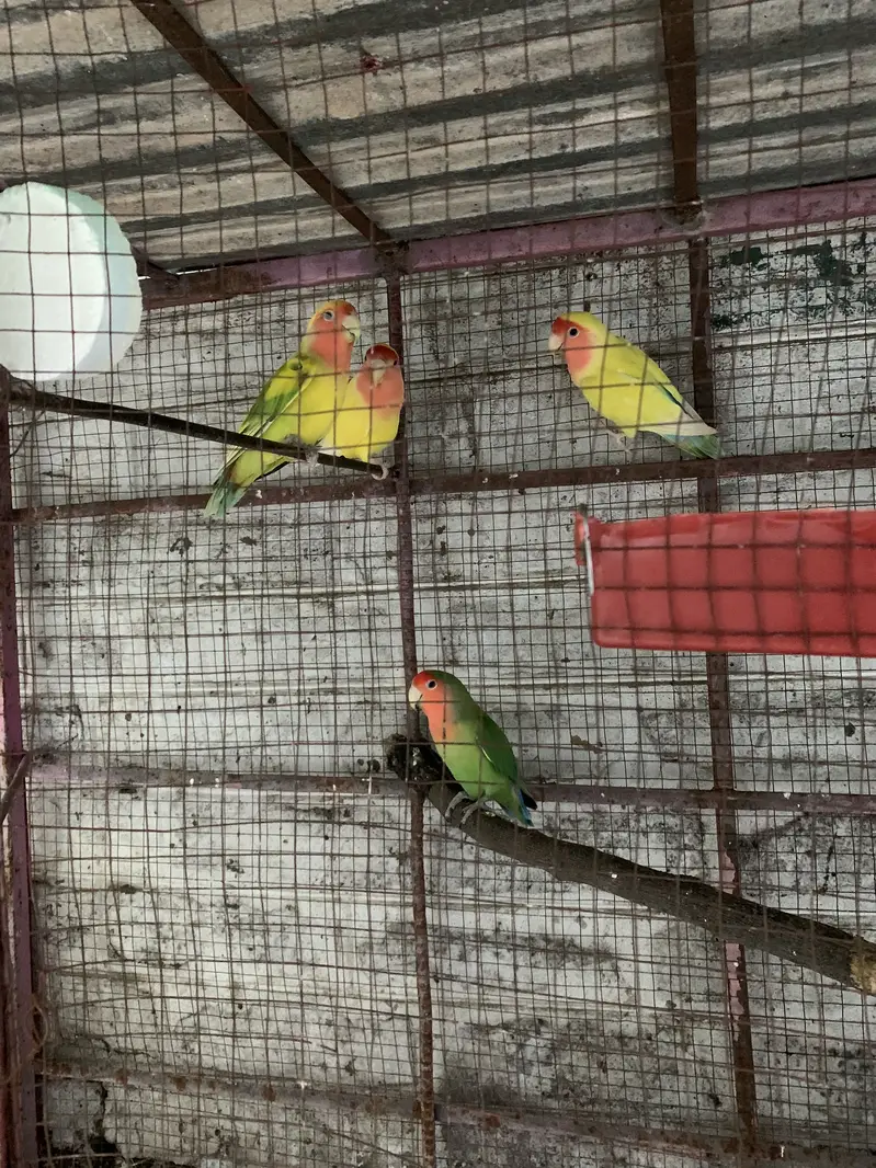 Urgent Sale — photo 3