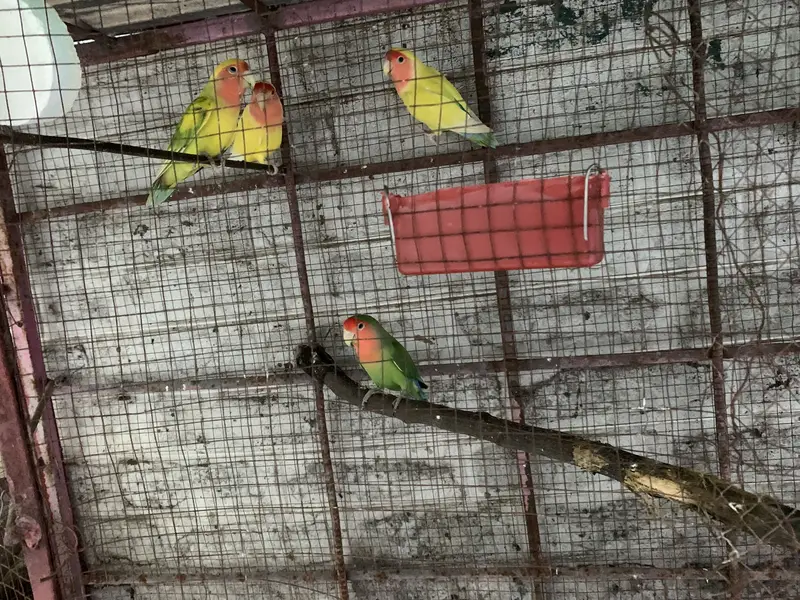 Urgent Sale — photo 4