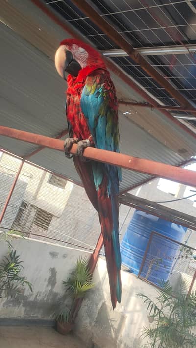 Green wing tame talking self baby