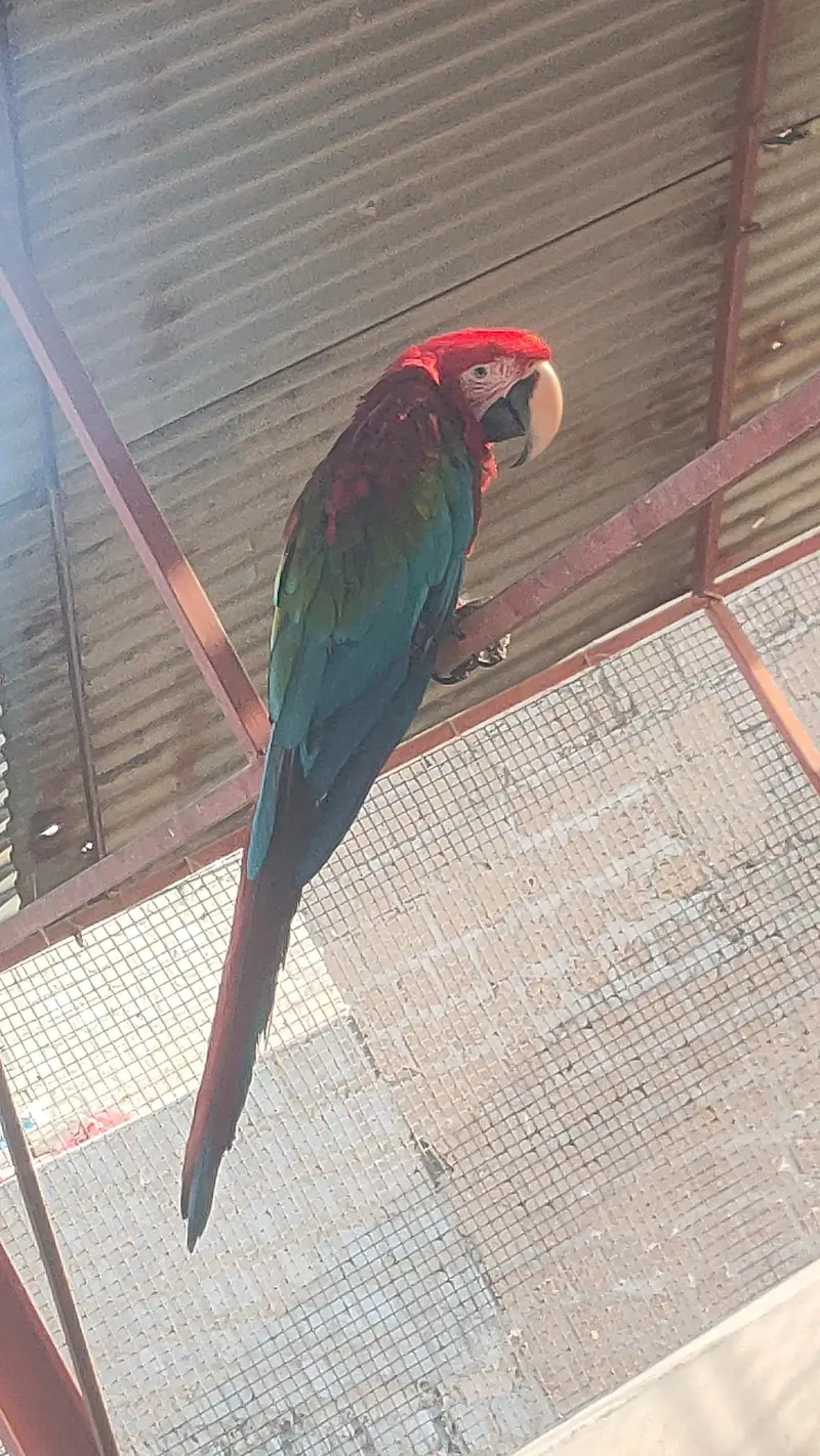 Green wing tame talking self baby — photo 2