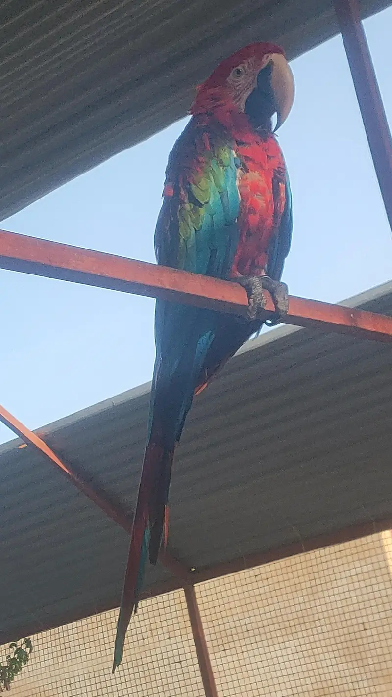 Green wing tame talking self baby — photo 3