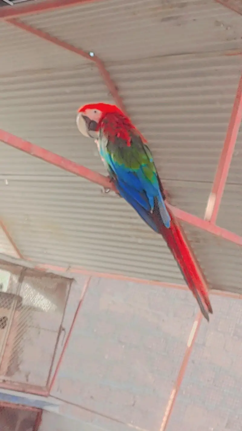 Green wing tame talking self baby — photo 4