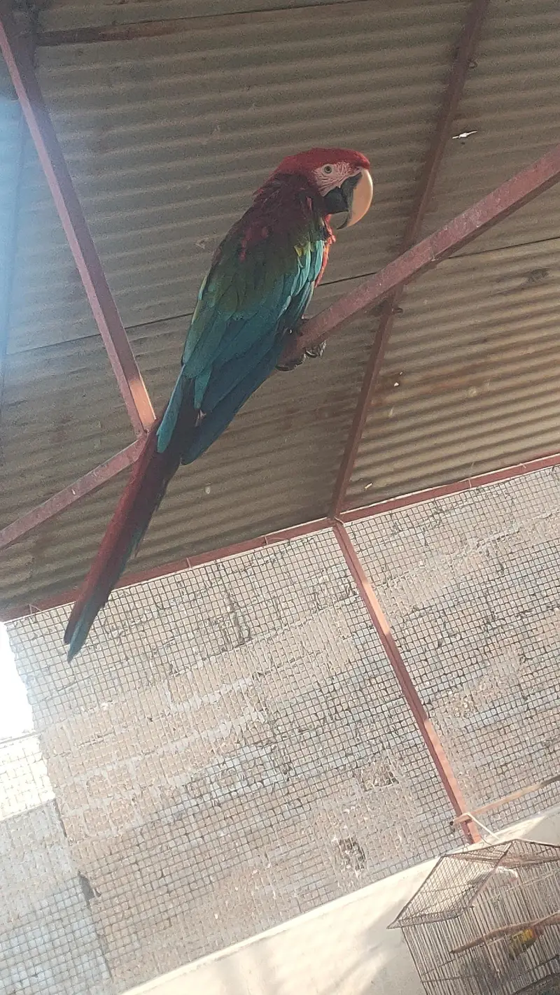 Green wing tame talking self baby — photo 5