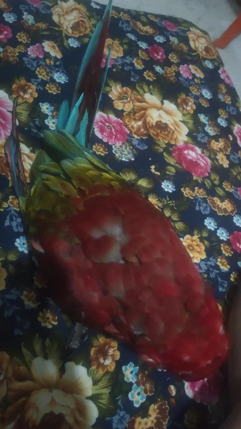 Green wing tame talking self baby — photo 6