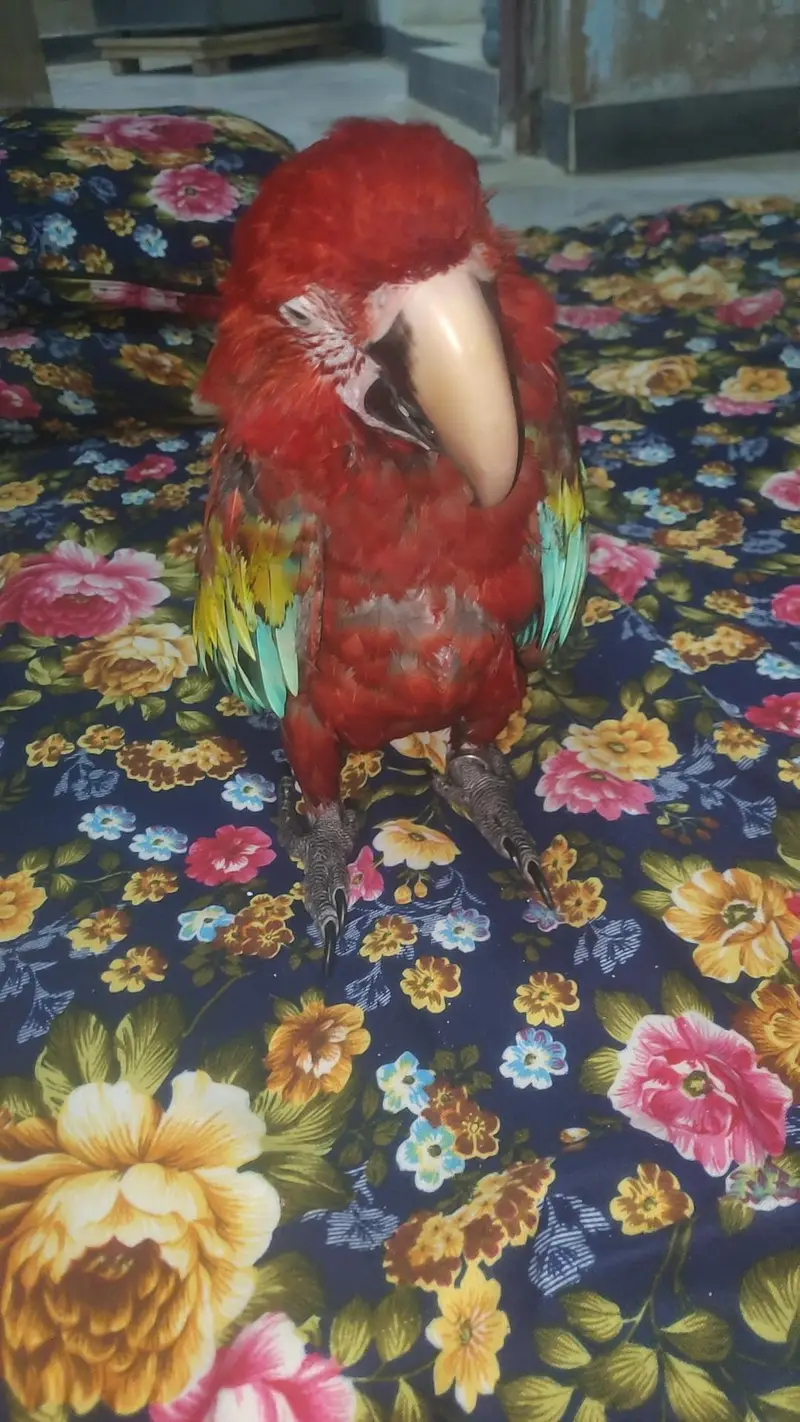 Green wing tame talking self baby — photo 7