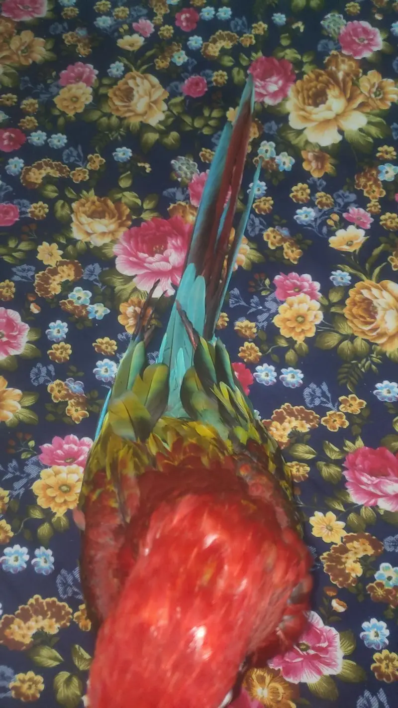 Green wing tame talking self baby — photo 8