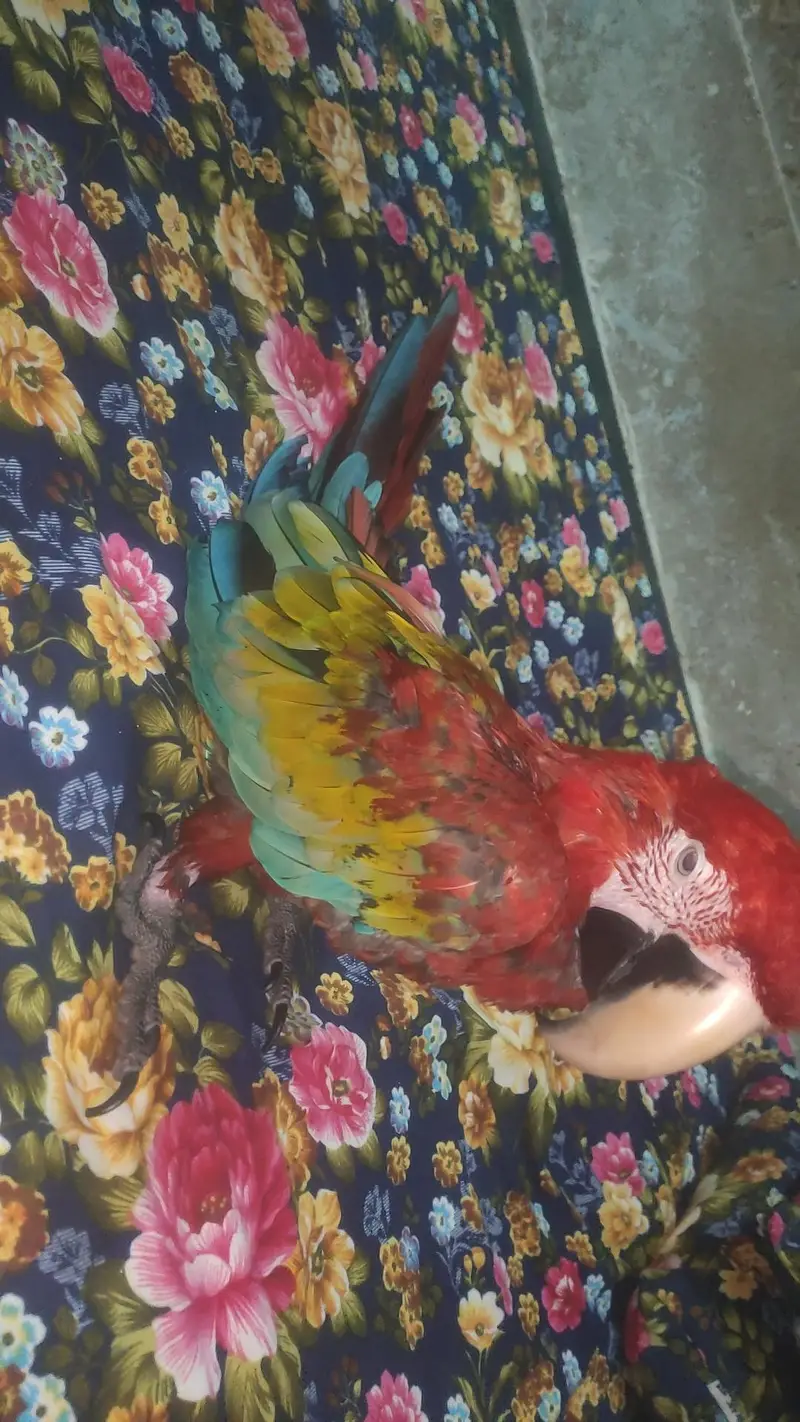 Green wing tame talking self baby — photo 9