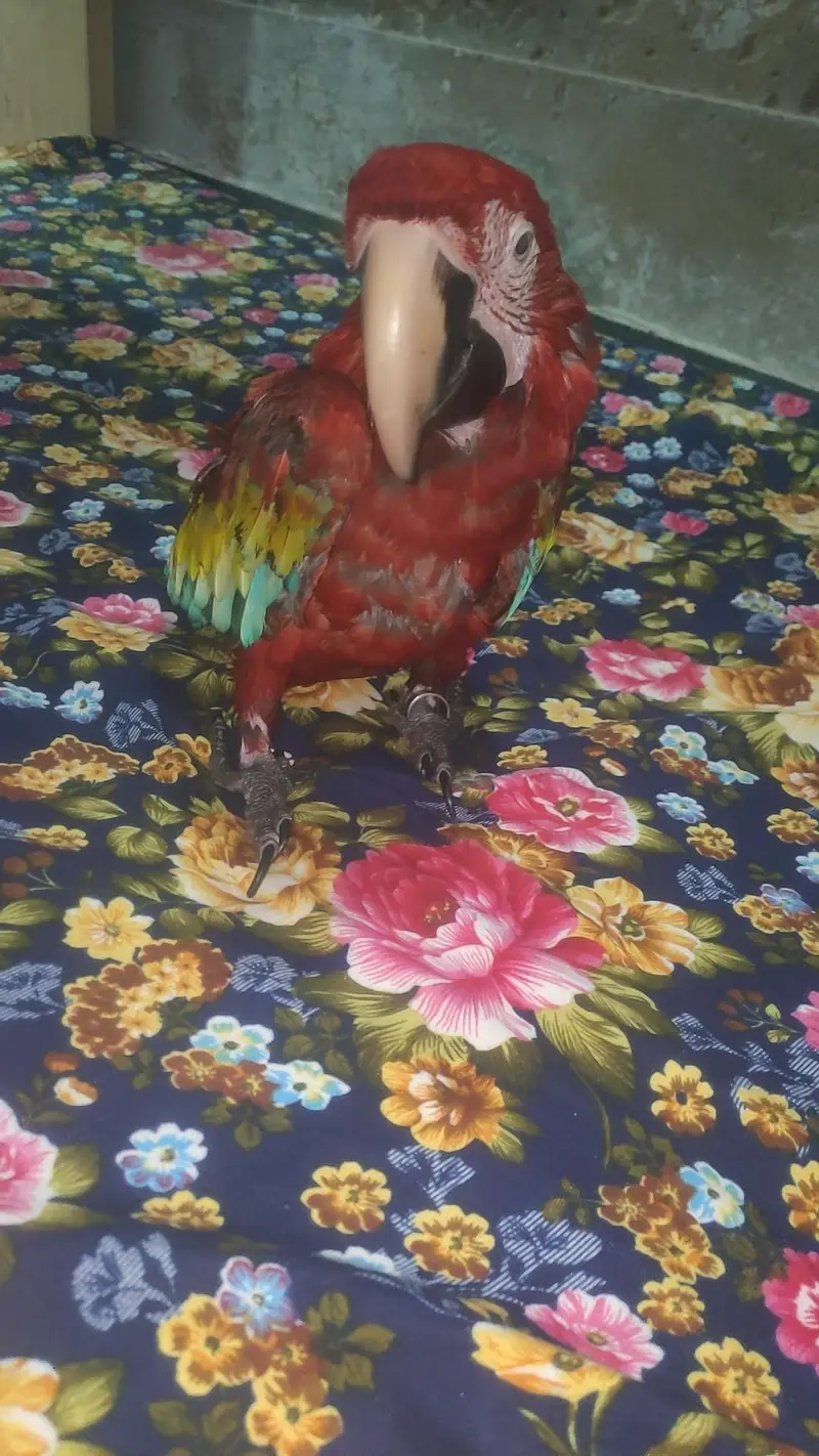 Green wing tame talking self baby — photo 10