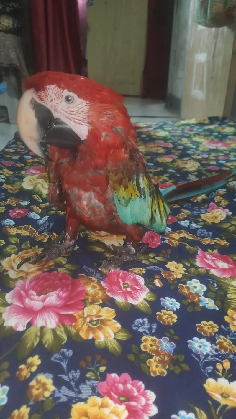 Green wing tame talking self baby — photo 11