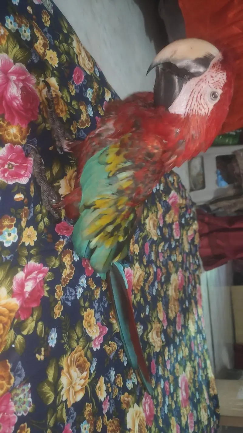 Green wing tame talking self baby — photo 12