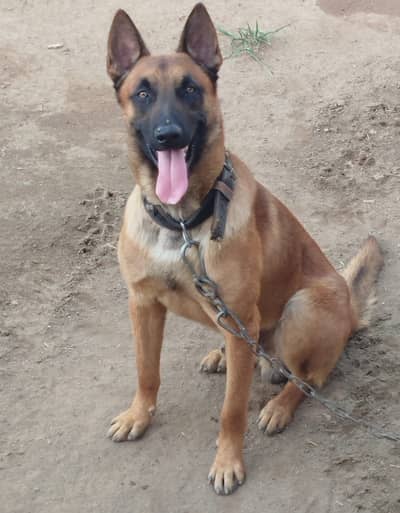 Belgian Malinois male for stud/crossing