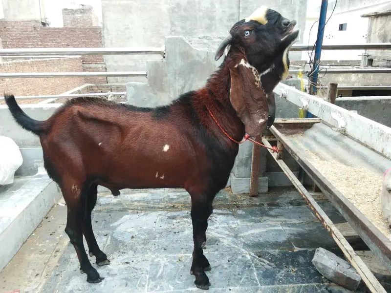 goats urger for sale what's up num03131498841 — photo 2
