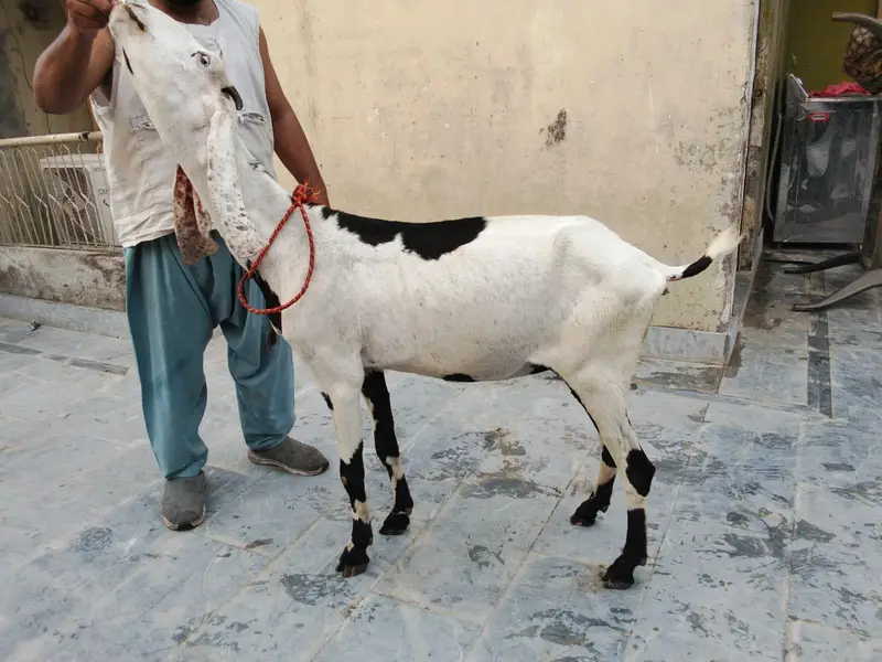 goats urger for sale what's up num03131498841 — photo 3