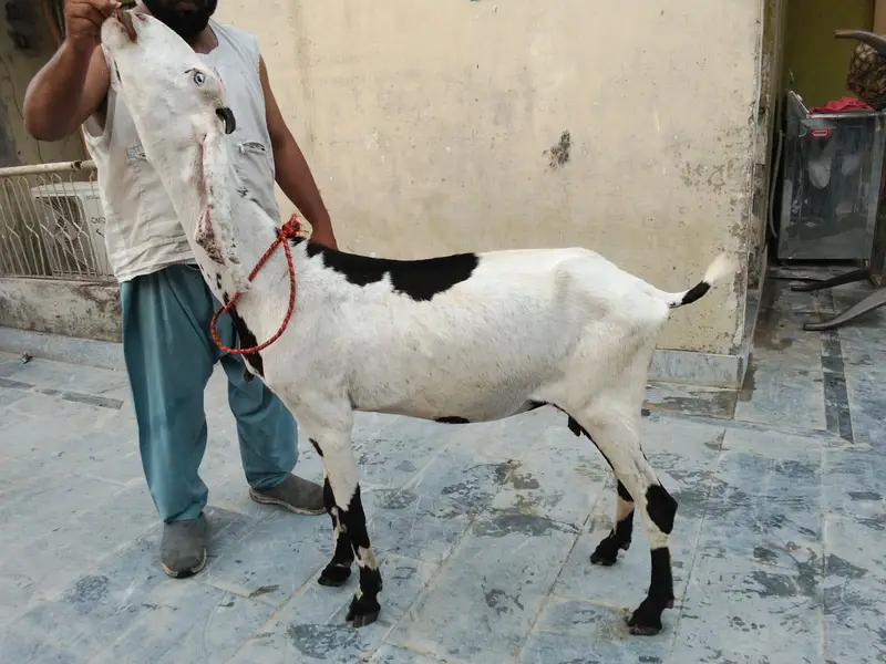 goats urger for sale what's up num03131498841 — photo 4