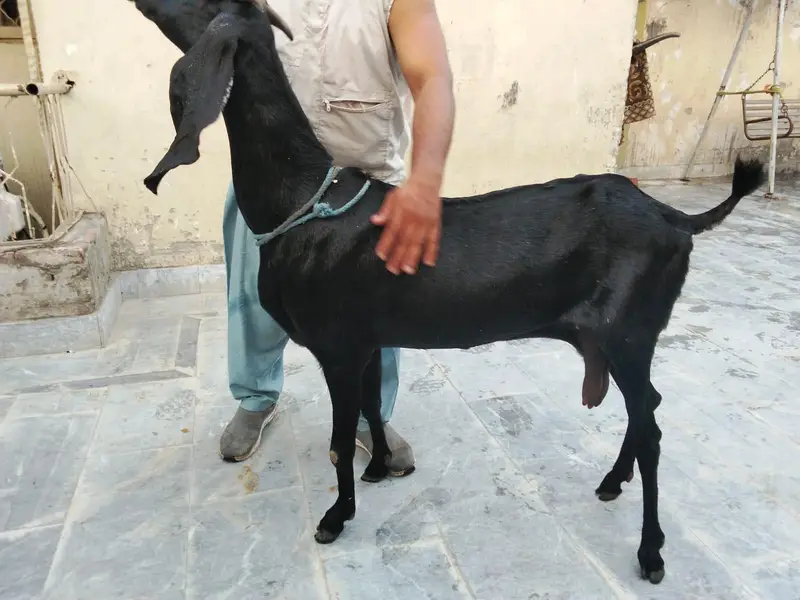 goats urger for sale what's up num03131498841 — photo 6