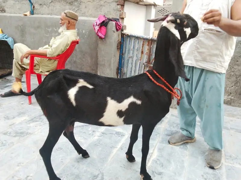 goats urger for sale what's up num03131498841 — photo 7